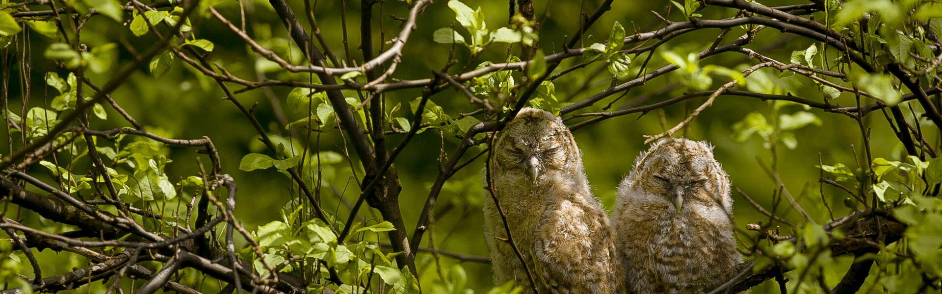 Two birds – owls – sitting on a branch.
