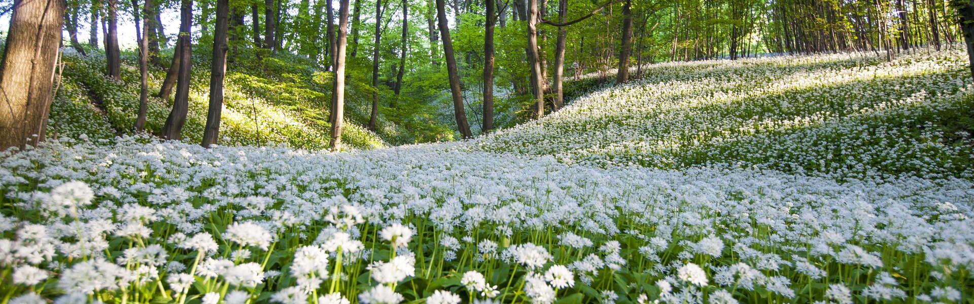 Widok na polaną na której zakwitł dziki czosnek. Wokół rosną drzewa.